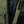 Vanguard Forest Green Motorcycle Jacket